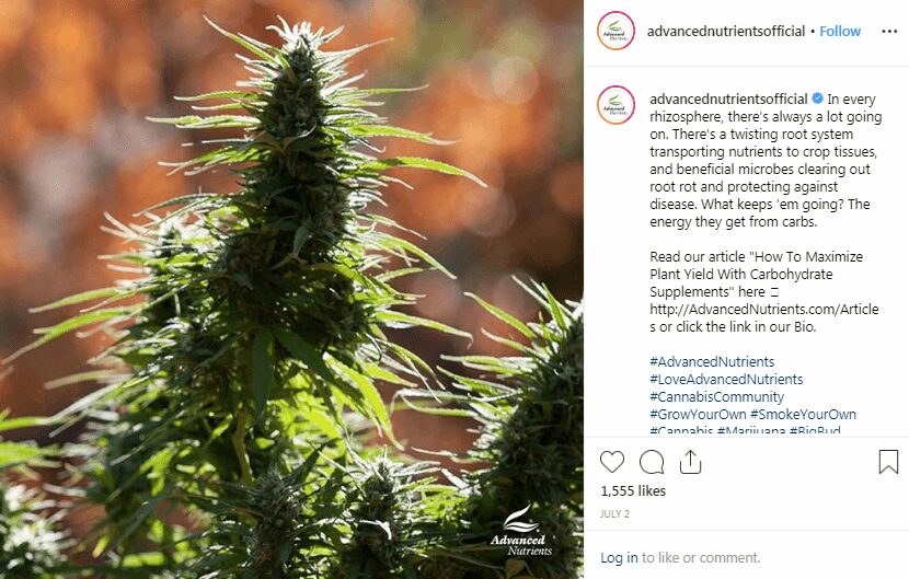 cannabis social media marketing